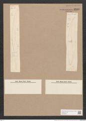 Rhoicosigma arcticum Cleve (de-Toni-Nr.: Genus 15, Species 1135) Zeichnungen Sammlung Grunow Nr. 2233 (NHMW-BOT-W0369324)